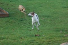Running hounds - speed and efficiency vs giant doofus