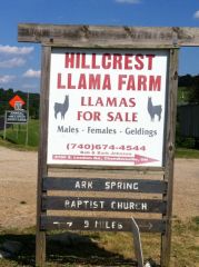 Llamas for sale...in case you wanted one!
