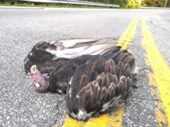 Vulture that flew into me.