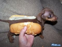 hotdogpuppy