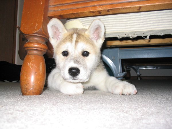 Akira on the 1st day we brought her home. 8 wks old.