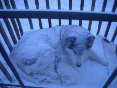 Just so no one thinks this is abuse, this is an Alaskan Malamute. He does not like to be inside when it is warm. We snapped this picture then brought him in to dry him off. He was not happy with us. He can survive temps down to -80, so the weather we get 