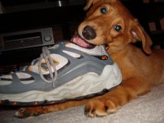 Ruby and my shoe again