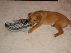 Ruby and my shoe