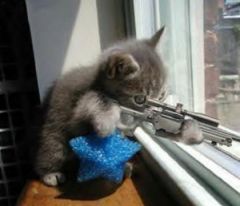 Kitty shoots
