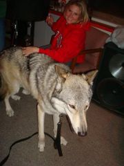 Carie and the wolf