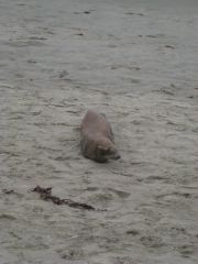abandoned baby sea lion