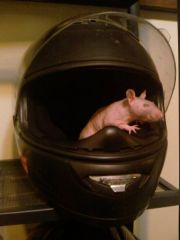 Fuzzy makes himself at home in my old Icon Mainframe helmet.