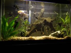 My fish tank... I know, I have too many fish.