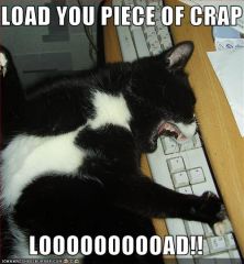 funny pictures cat waits for program to load