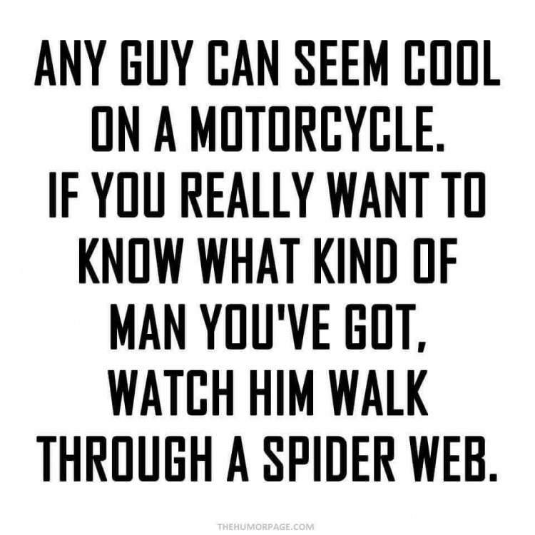 Spider Web.jpg
