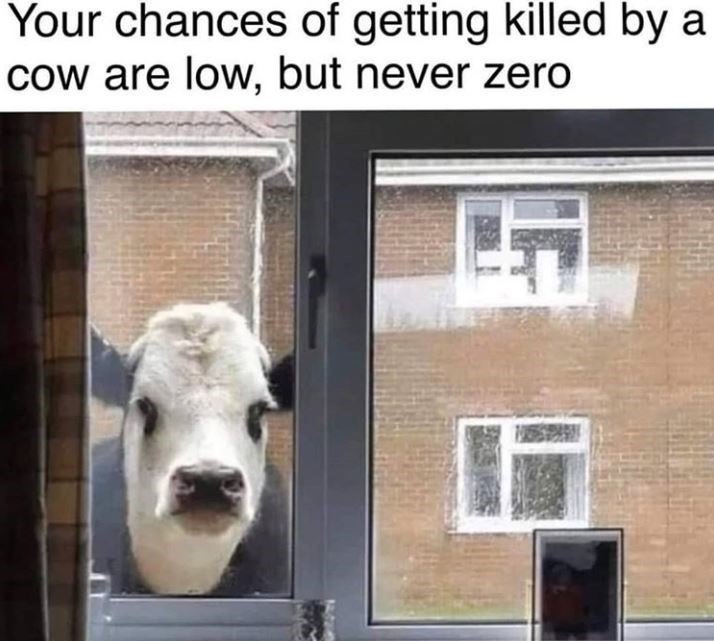 window-chances-getting-killed-by-cow-are-low-but-never-zero.jpg.45eb01a5ecf39029ab69c886a916d275.jpg