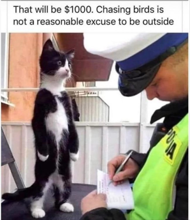 officer-writes-a-ticket-that-will-be-1000-chasing-birds-is-not-a-reasonable-excuse-to-be-outside.jpg